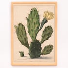 Pear Cactus in Bloom Pear Cactus in Bloom