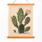 Pear Cactus in Bloom Pear Cactus in Bloom