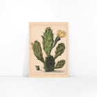 Pear Cactus in Bloom Pear Cactus in Bloom