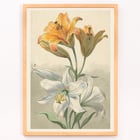 Gelbe und Weiße Lilien Gelbe und Weiße Lilien