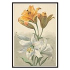 Gelbe und Weiße Lilien Gelbe und Weiße Lilien