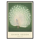 Peacock Peacock