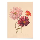 Dahlias Dahlias