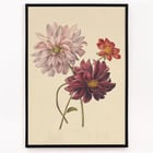 Dahlias Dahlias