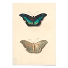 Two butterflies Two butterflies