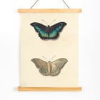 Two butterflies Two butterflies