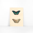 Two butterflies Two butterflies