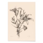 Two lilies Two lilies