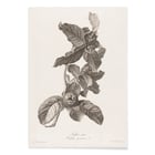 Medlar Medlar
