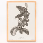 Medlar Medlar