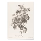 Hundred-petaled rose Hundred-petaled rose
