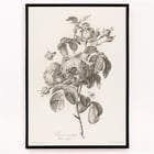 Hundred-petaled rose Hundred-petaled rose