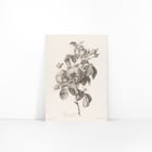 Hundred-petaled rose Hundred-petaled rose
