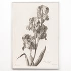 Iris Dálmata Iris Dálmata