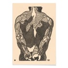Back Muscles 2 Back Muscles 2