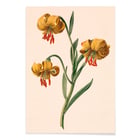 Three yellow lilies Three yellow lilies