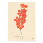 Tritonia Crocata (Flame Freesia) Tritonia Crocata (Flame Freesia)