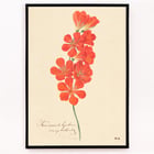 Tritonia Crocata (Flame Freesia) Tritonia Crocata (Flame Freesia)