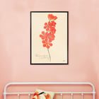 Tritonia Crocata (Flame Freesia) Tritonia Crocata (Flame Freesia)