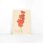 Tritonia Crocata (Flame Freesia) Tritonia Crocata (Flame Freesia)