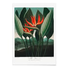 The Queen–Plant The Queen–Plant