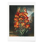 Superb Lily Superb Lily