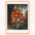 Superb Lily Superb Lily