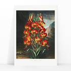 Superb Lily Superb Lily