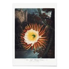Der nächtliche Cereus Der nächtliche Cereus