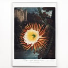 Der nächtliche Cereus Der nächtliche Cereus