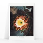 Der nächtliche Cereus Der nächtliche Cereus