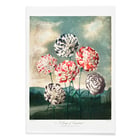 A Group of Carnations A Group of Carnations