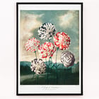 A Group of Carnations A Group of Carnations