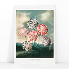 A Group of Carnations A Group of Carnations
