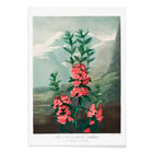 Kalmia dalla parte stretta Kalmia dalla parte stretta