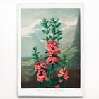 Kalmia dalla parte stretta Kalmia dalla parte stretta
