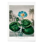 The Blue Egyptian Water-Lily The Blue Egyptian Water-Lily