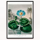 The Blue Egyptian Water-Lily The Blue Egyptian Water-Lily