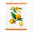 Citrus Citrus