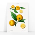 Citrus Citrus