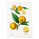 Citrus Citrus