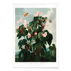 The Oblique–Leaved Begonia The Oblique–Leaved Begonia