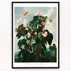 The Oblique–Leaved Begonia The Oblique–Leaved Begonia