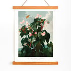 The Oblique–Leaved Begonia The Oblique–Leaved Begonia
