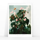 The Oblique–Leaved Begonia The Oblique–Leaved Begonia