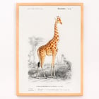 Giraffa camelopardalis Giraffa camelopardalis