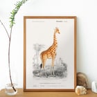 Giraffa camelopardalis Giraffa camelopardalis