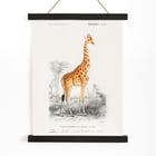 Giraffa camelopardalis Giraffa camelopardalis