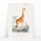 Giraffa camelopardalis Giraffa camelopardalis