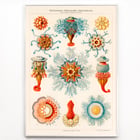 Vintage Quallenillustration Vintage Quallenillustration
